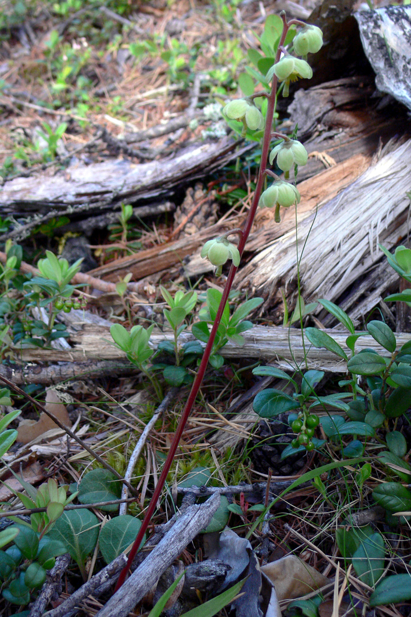 Image of Pyrola chlorantha specimen.