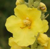 Verbascum phlomoides