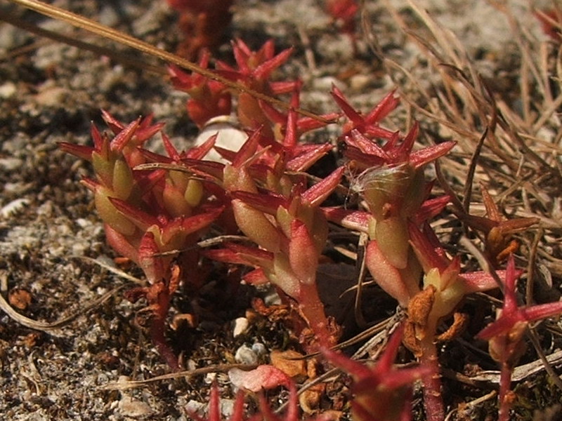 Image of Sedum cespitosum specimen.