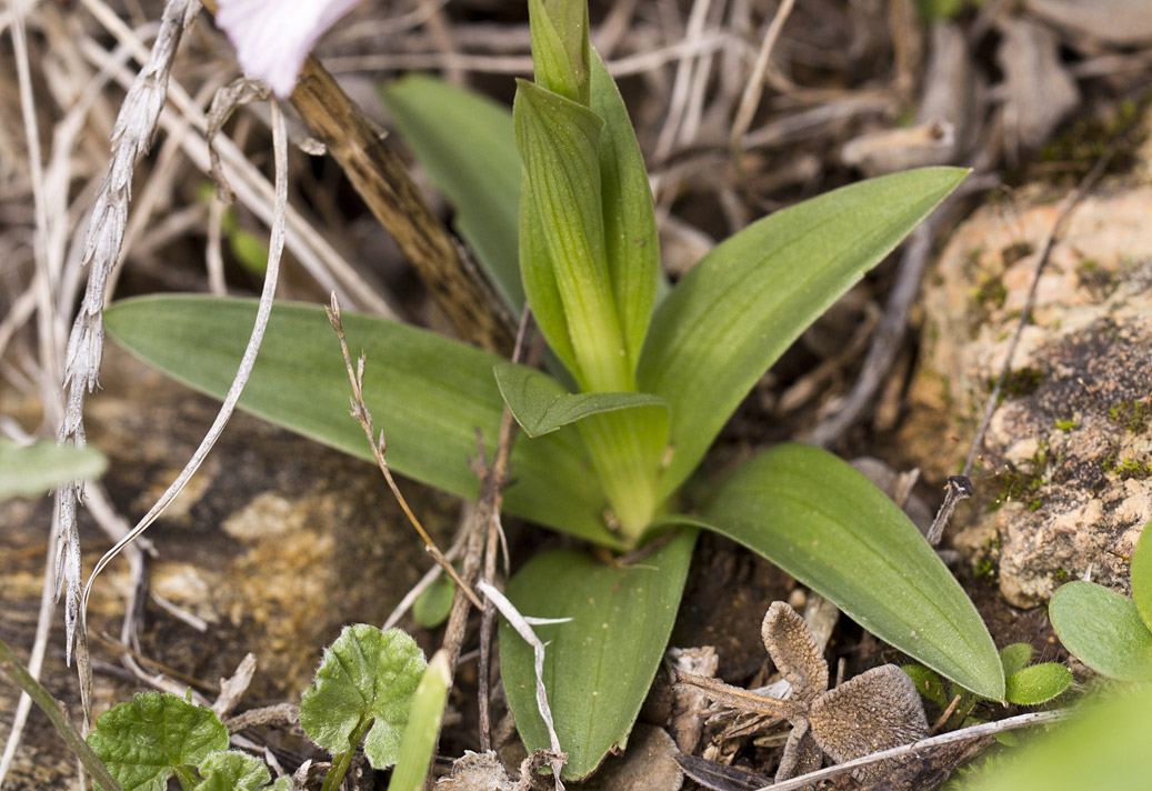 Изображение особи Anacamptis papilionacea.