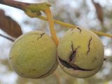 Juglans regia. Созревшие и растрескавшиеся плоды. Узбекистан, Ташкентская обл., зап. отр. Чаткальского хр., склон горы Кунгирбука. 23.09.2014.