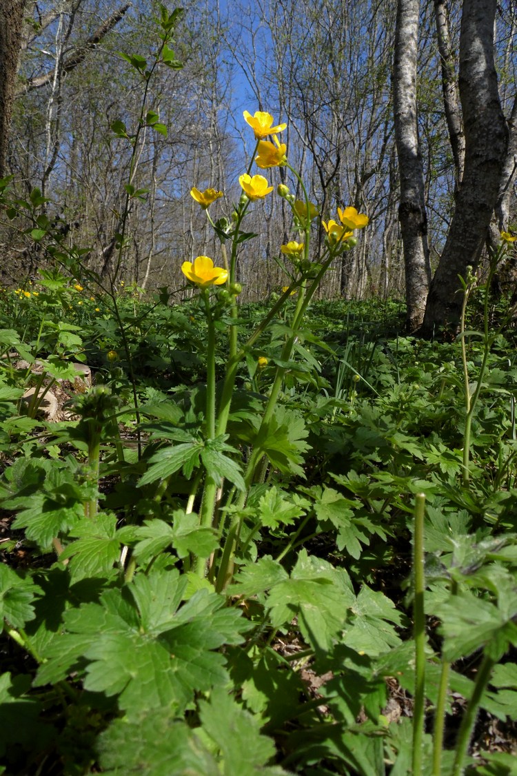 Image of Ranunculus constantinopolitanus specimen.