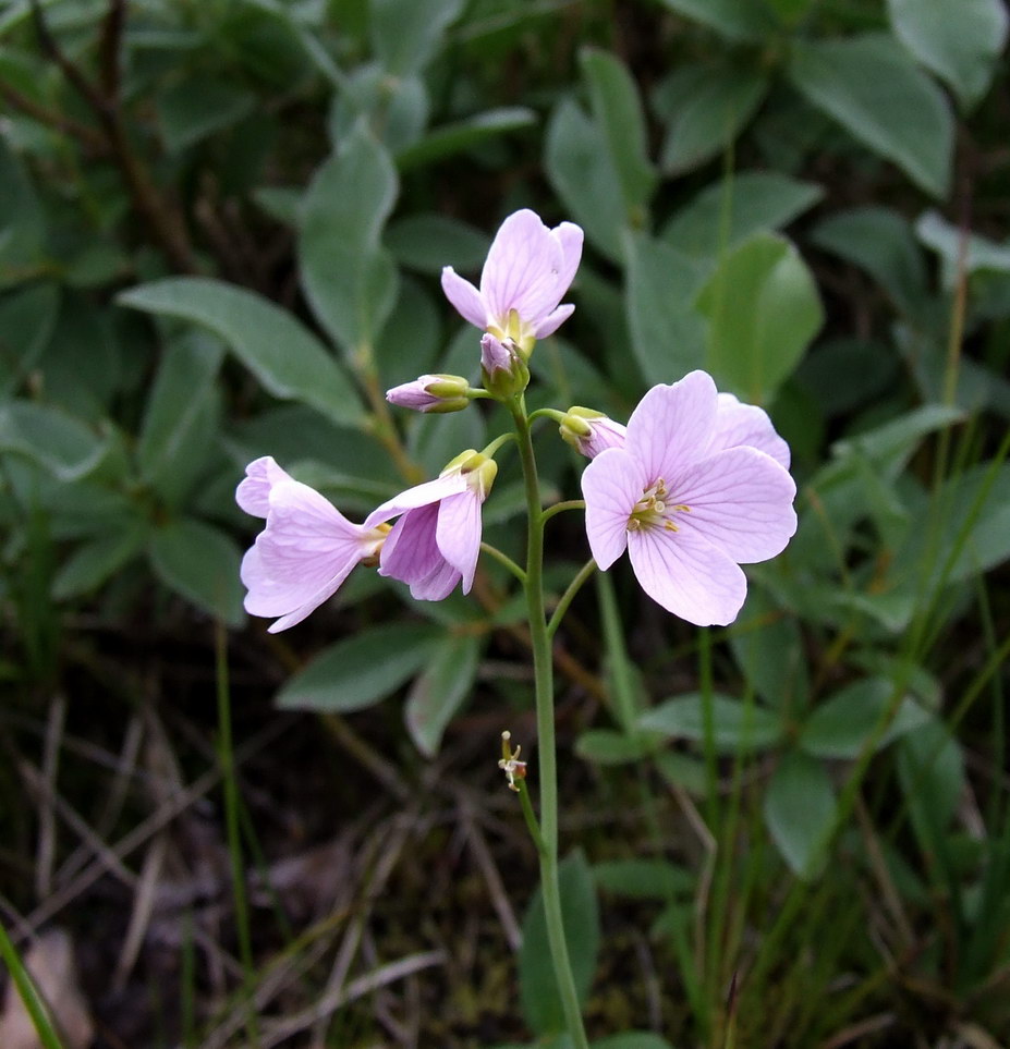 Изображение особи Cardamine nymanii.