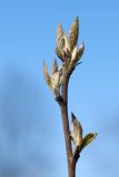 Cotoneaster lucidus