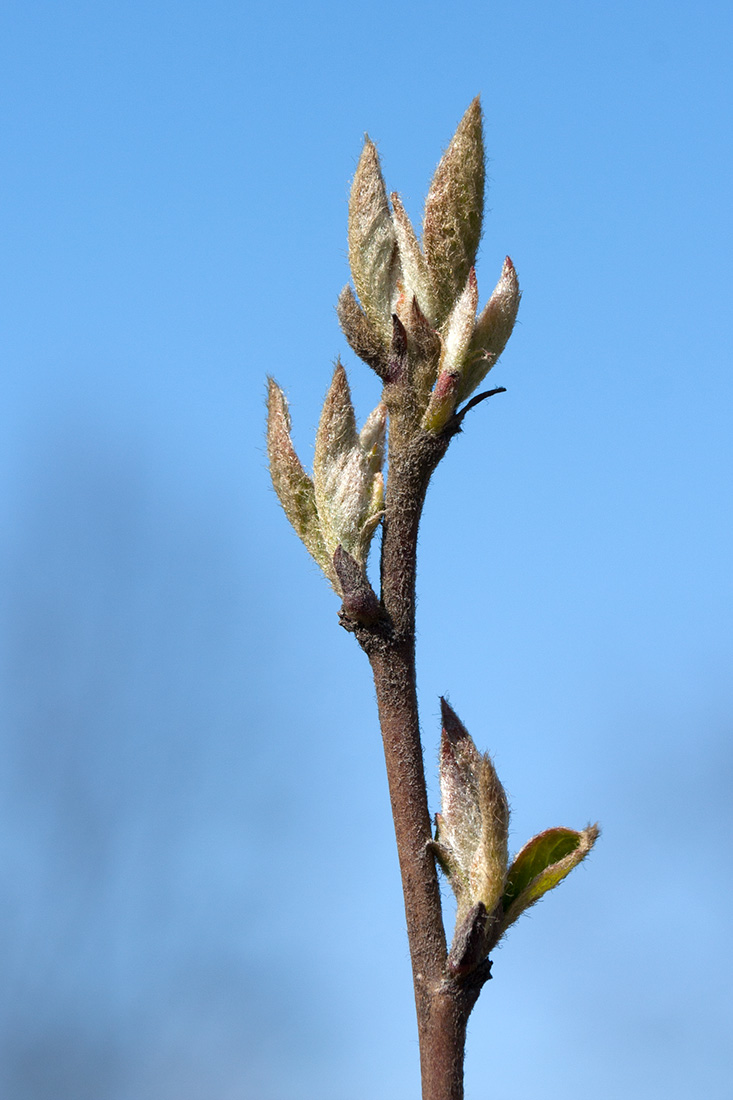 Изображение особи Cotoneaster lucidus.