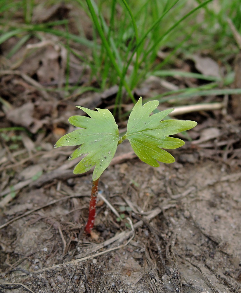 Image of Tilia cordata specimen.