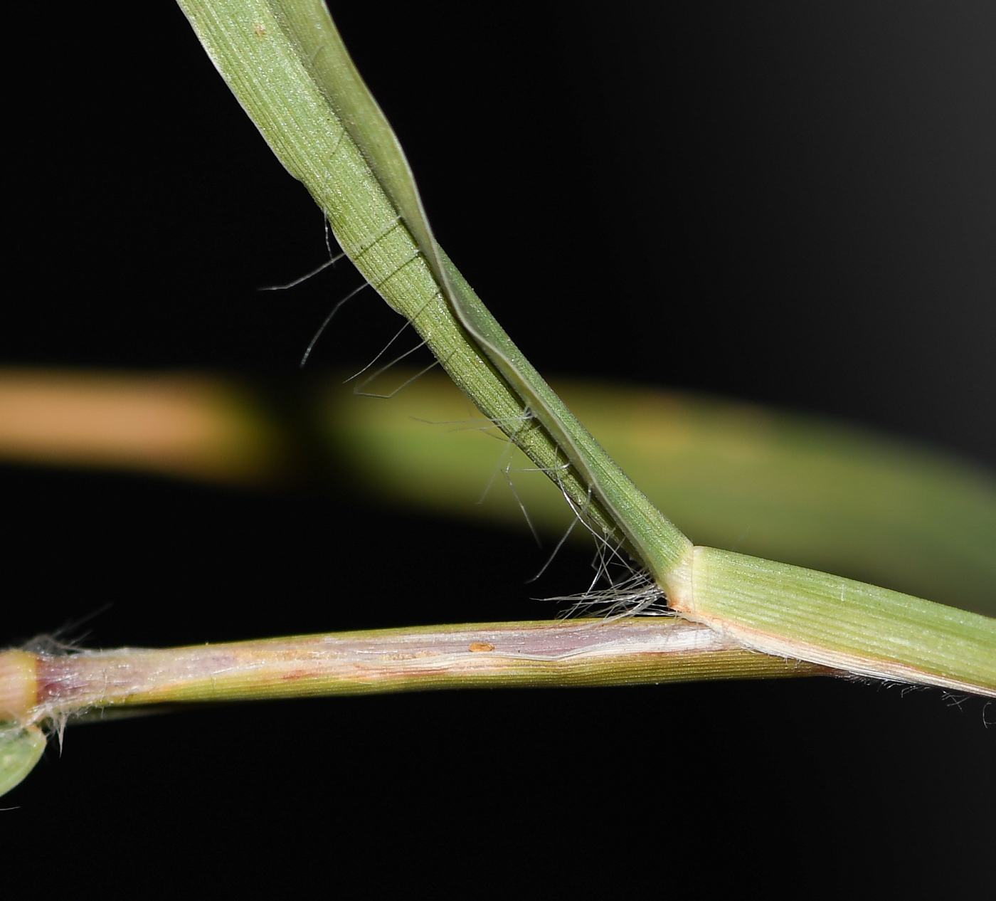 Изображение особи Cenchrus ciliaris.