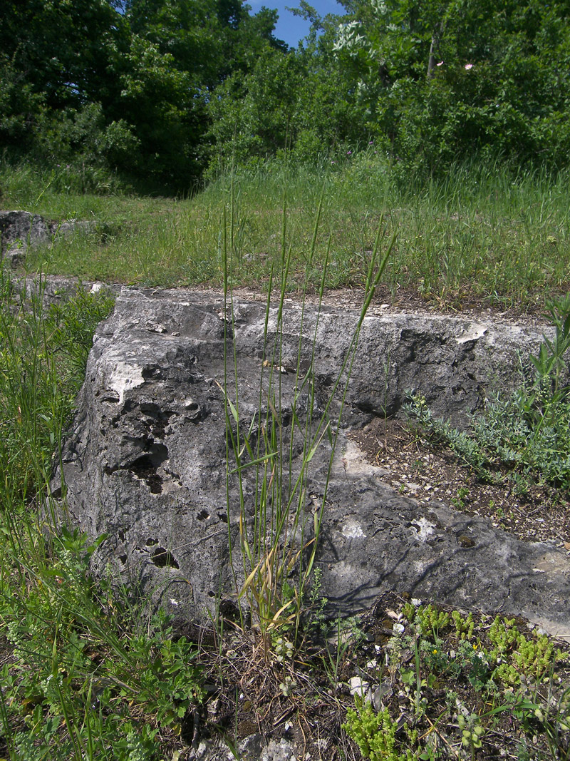 Image of Aegilops cylindrica specimen.