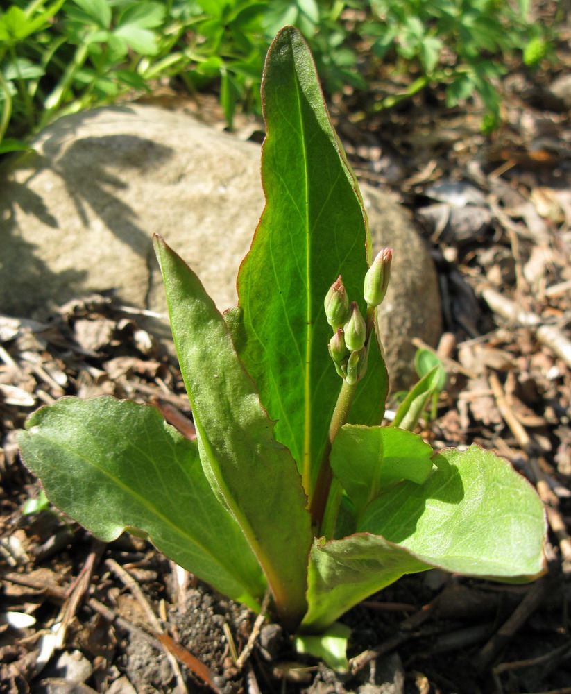 Изображение особи Dodecatheon meadia.