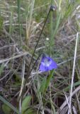 Pinguicula vulgaris. Цветок и незрелый плод. Карелия, г. Медвежьегорск (восточная окраина), берег Онежского озера. 29.06.2015.