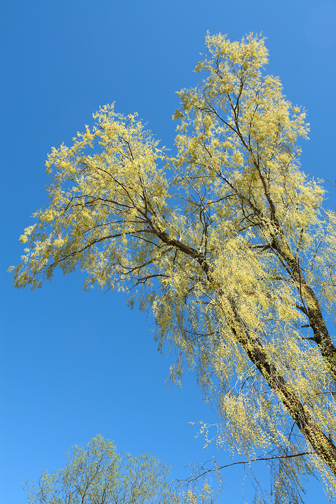 Изображение особи Salix &times; fragilis.