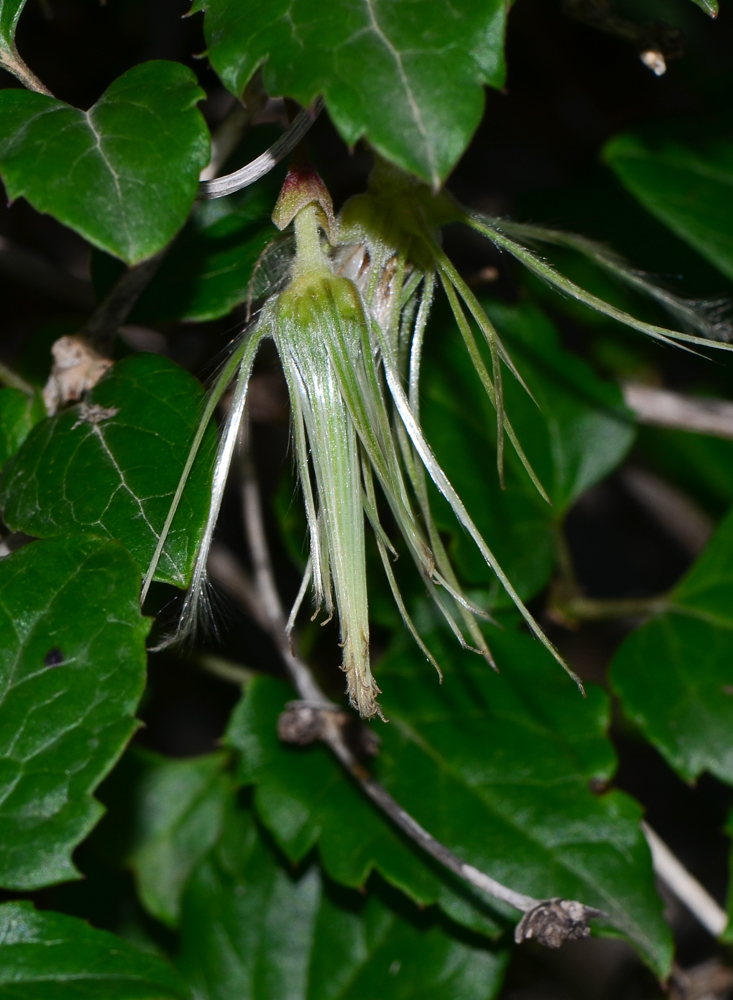 Image of Clematis cirrhosa specimen.