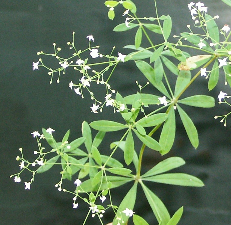 Image of Galium intermedium specimen.