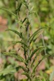 Achillea millefolium