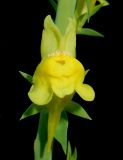 Linaria genistifolia