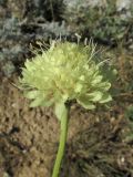 Cephalaria uralensis. Соцветие. Крым, Тарханкутский п-ов, балка Большой Кастель, петрофитная степь. 15 июля 2016 г.