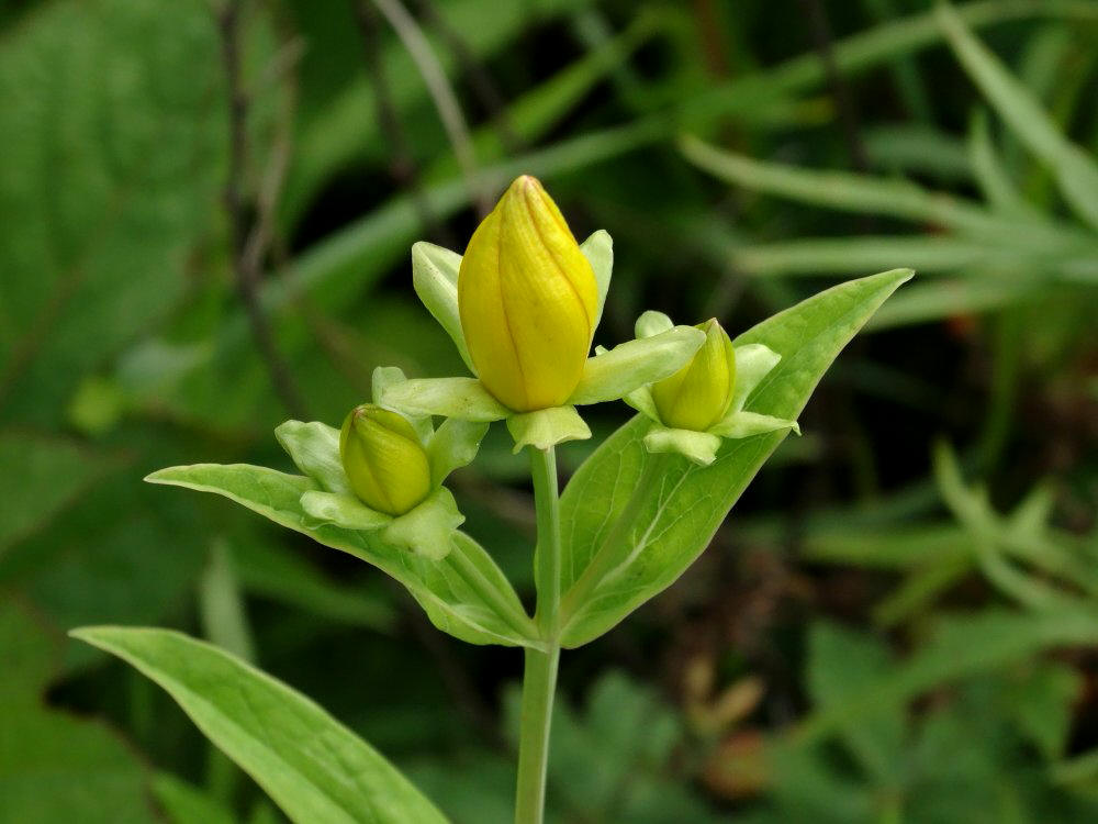 Image of Hypericum gebleri specimen.