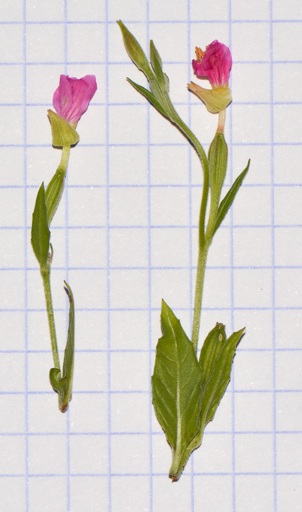 Image of Oenothera rosea specimen.