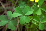 Oxalis dillenii