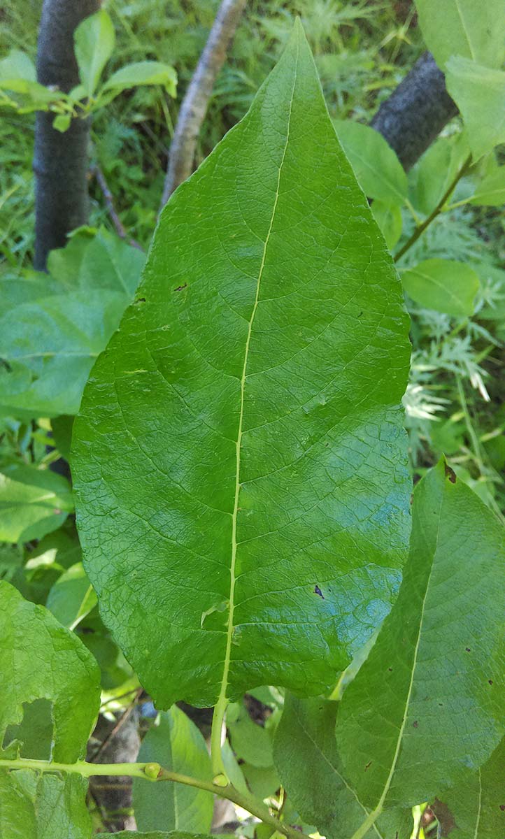 Image of Salix caprea specimen.