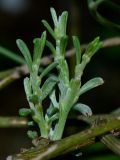 Image of taxon representative. Author is Татьяна Мальчинская