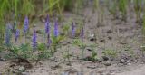 Vicia cracca. Побеги с соцветиями. Приморский край, Шкотовский р-н, окр. с. Речица, по краю дороги, проходящей через луг. 30.06.2016.