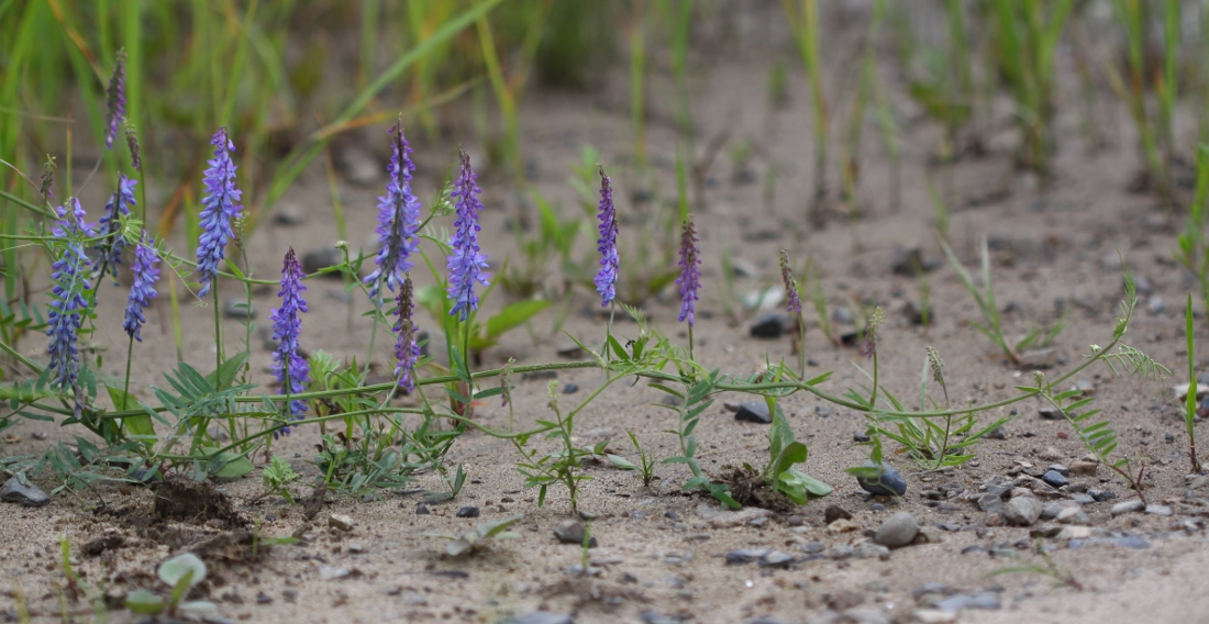 Image of Vicia cracca specimen.