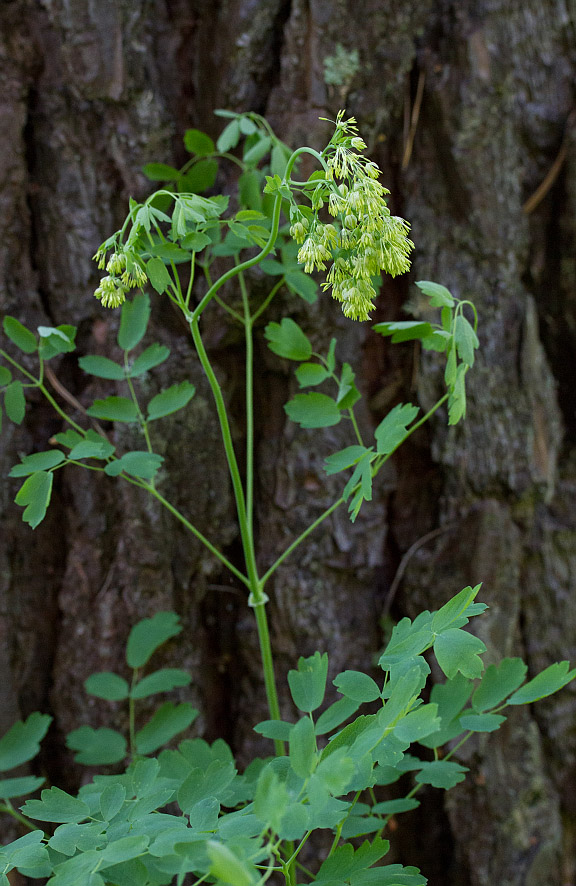 Изображение особи Thalictrum minus.