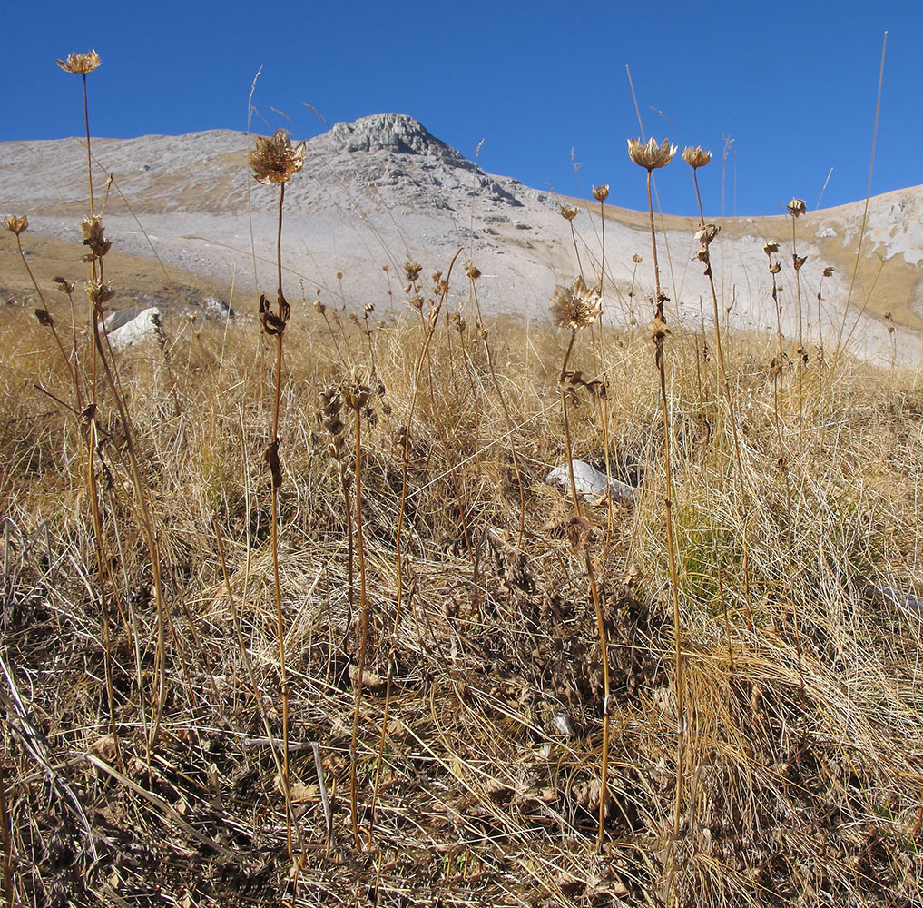 Image of Astrantia maxima specimen.