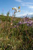 Tephroseris integrifolia. Верхушка плодоносящего растения. Мурманская обл., Кольский р-н, окр. пос. Дальние Зеленцы, вост. побережье Ярнышной губы, луговина среди приморской кустарничковой тундры. 24.07.2016.