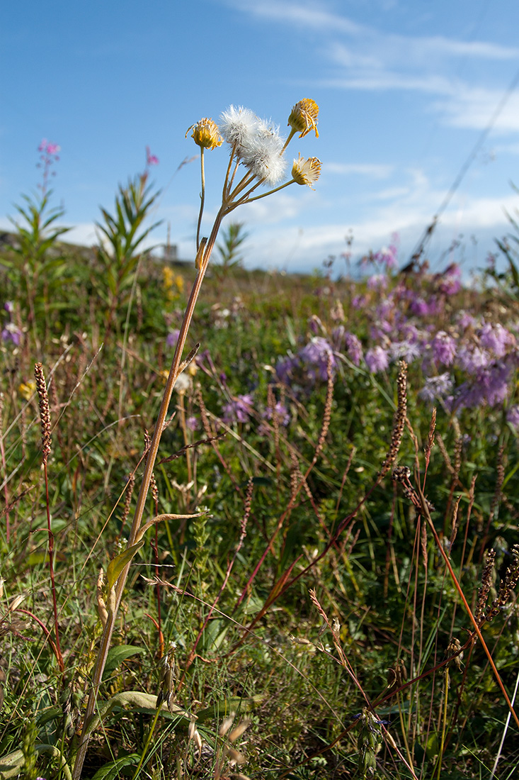 Image of Tephroseris integrifolia specimen.