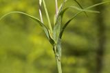 Tragopogon orientalis. Часть побега. Московская обл., Дмитровский р-н, берег канала им. Москвы, опушка леса. 13.06.2016.