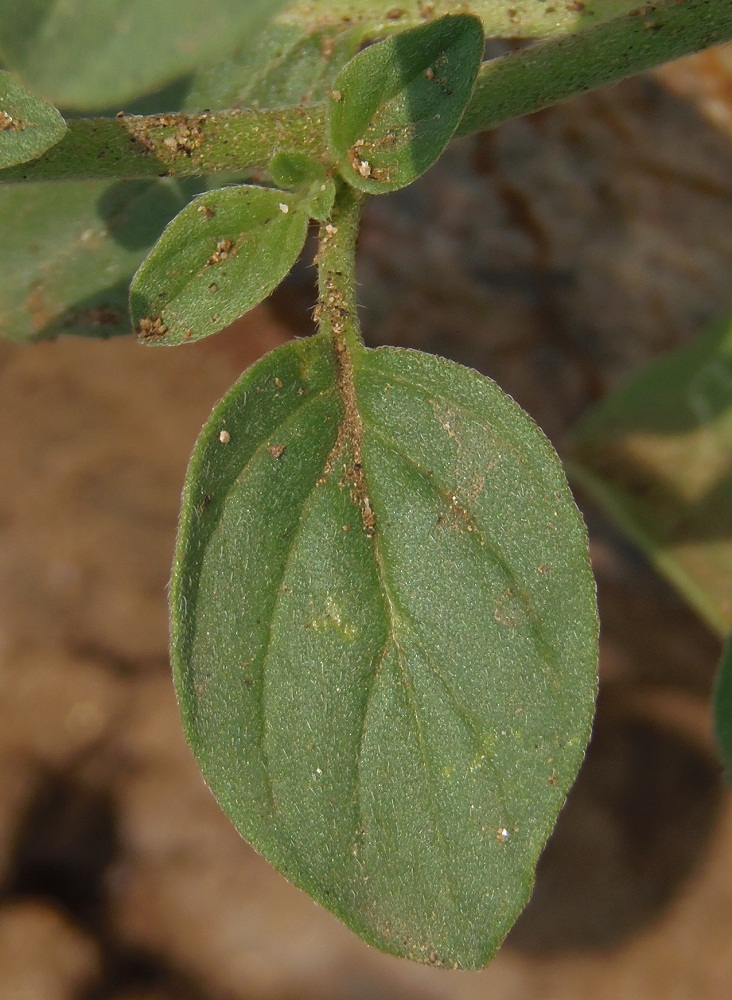 Изображение особи Heliotropium europaeum.