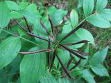 Lathyrus vernus