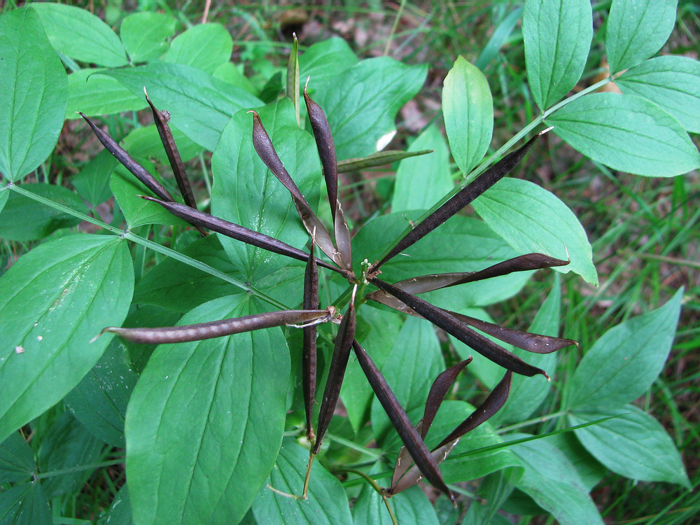 Изображение особи Lathyrus vernus.