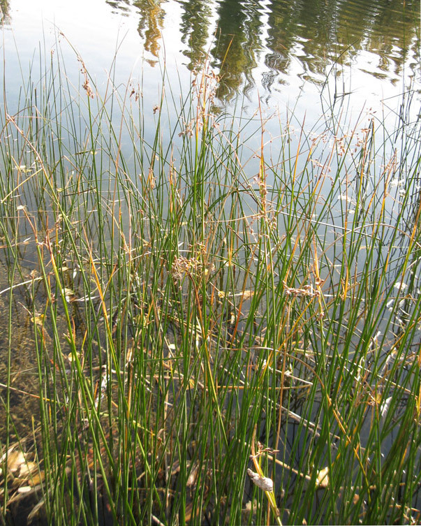 Изображение особи Schoenoplectus lacustris.