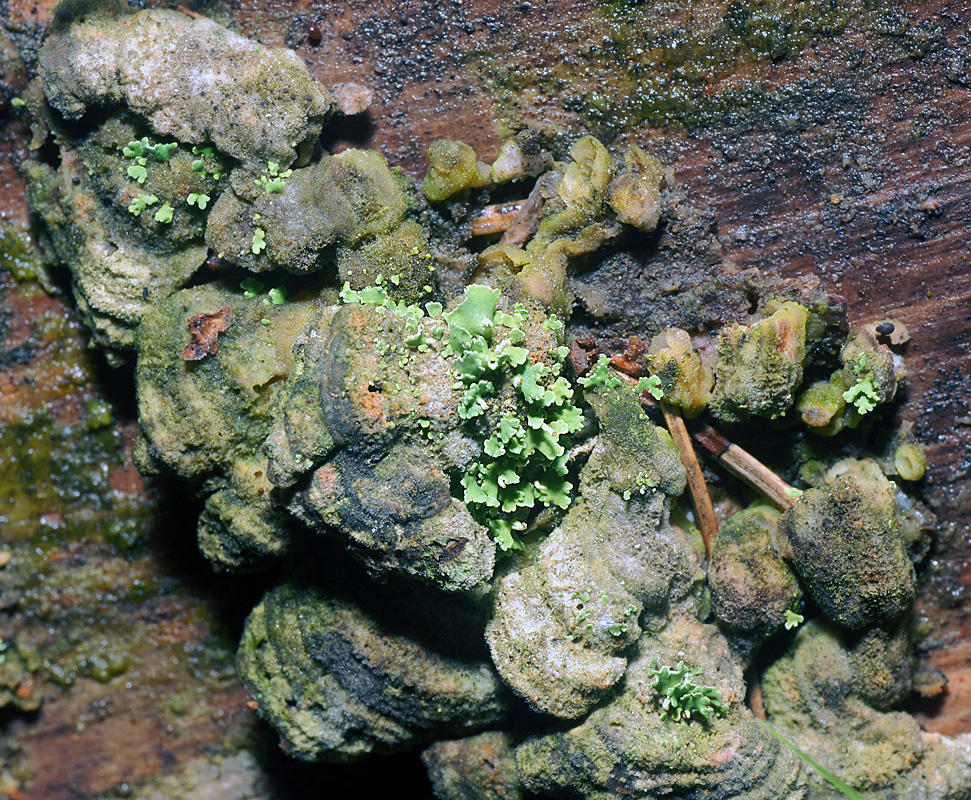 Image of genus Cladonia specimen.