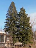 Pseudotsuga menziesii. Взрослые деревья. Украина, г. Запорожье, о-в Хортица, западный берег острова. 08.03.2015.