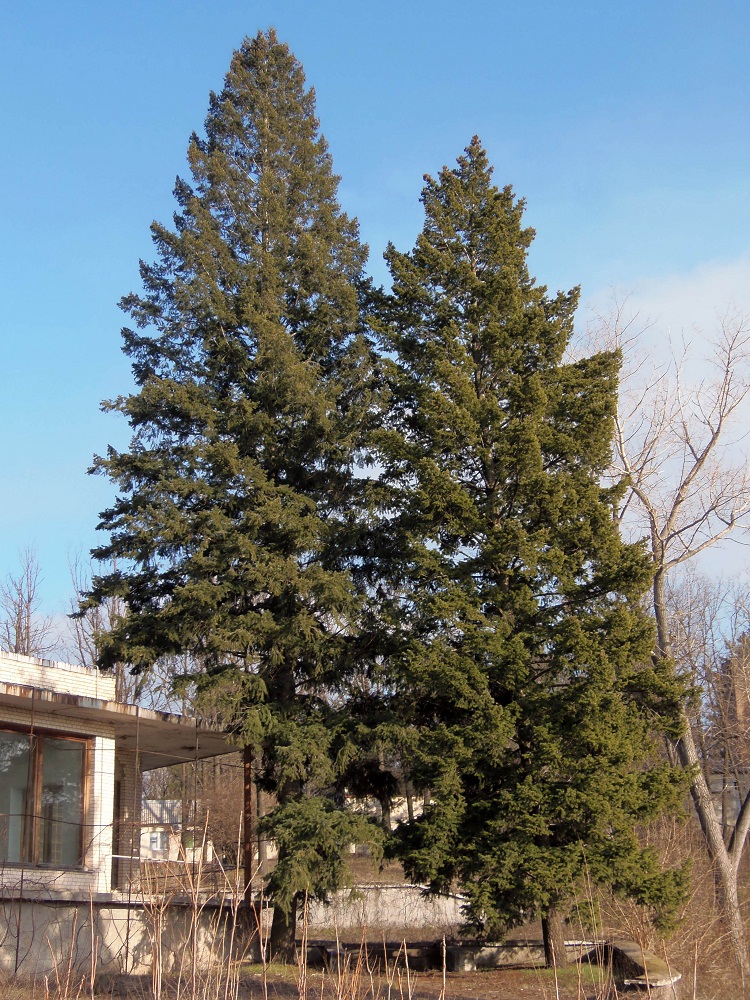 Image of Pseudotsuga menziesii specimen.