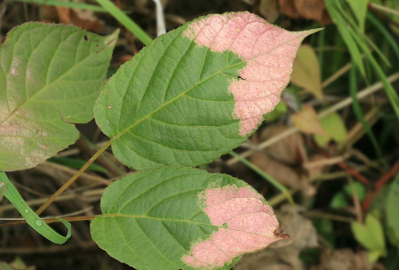 Изображение особи Actinidia kolomikta.