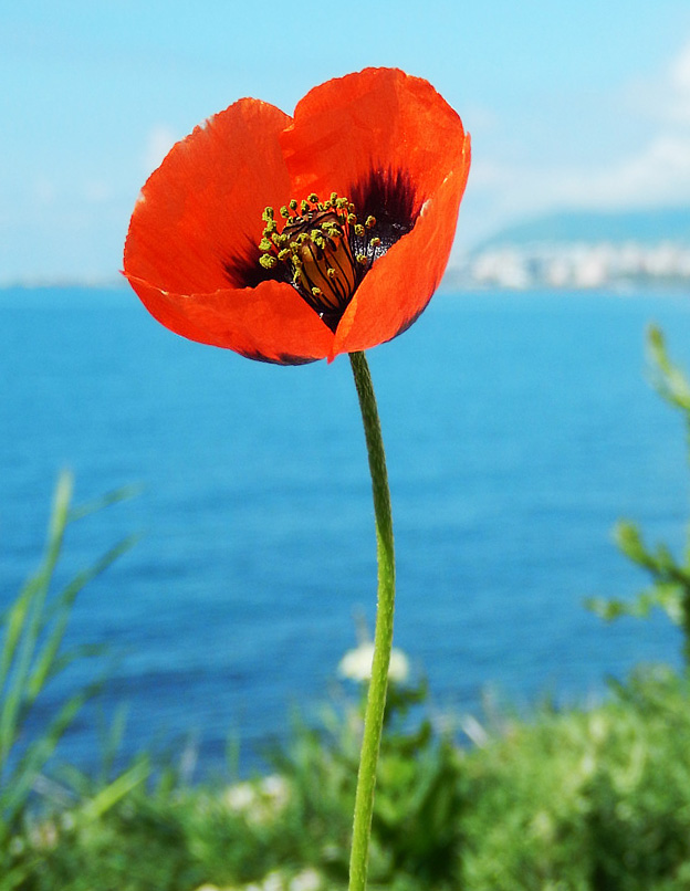 Изображение особи Papaver stevenianum.