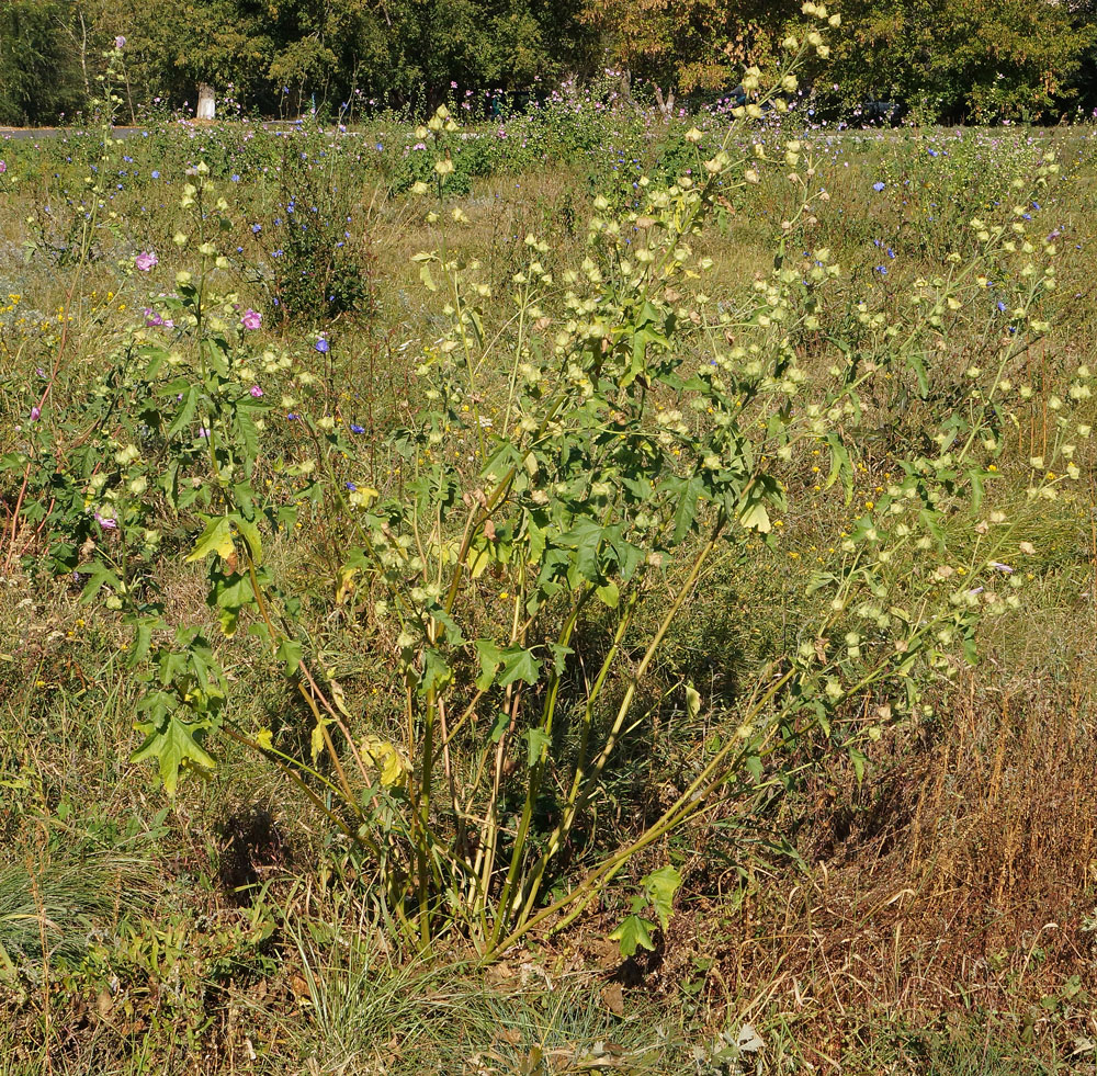 Image of Malva thuringiaca specimen.