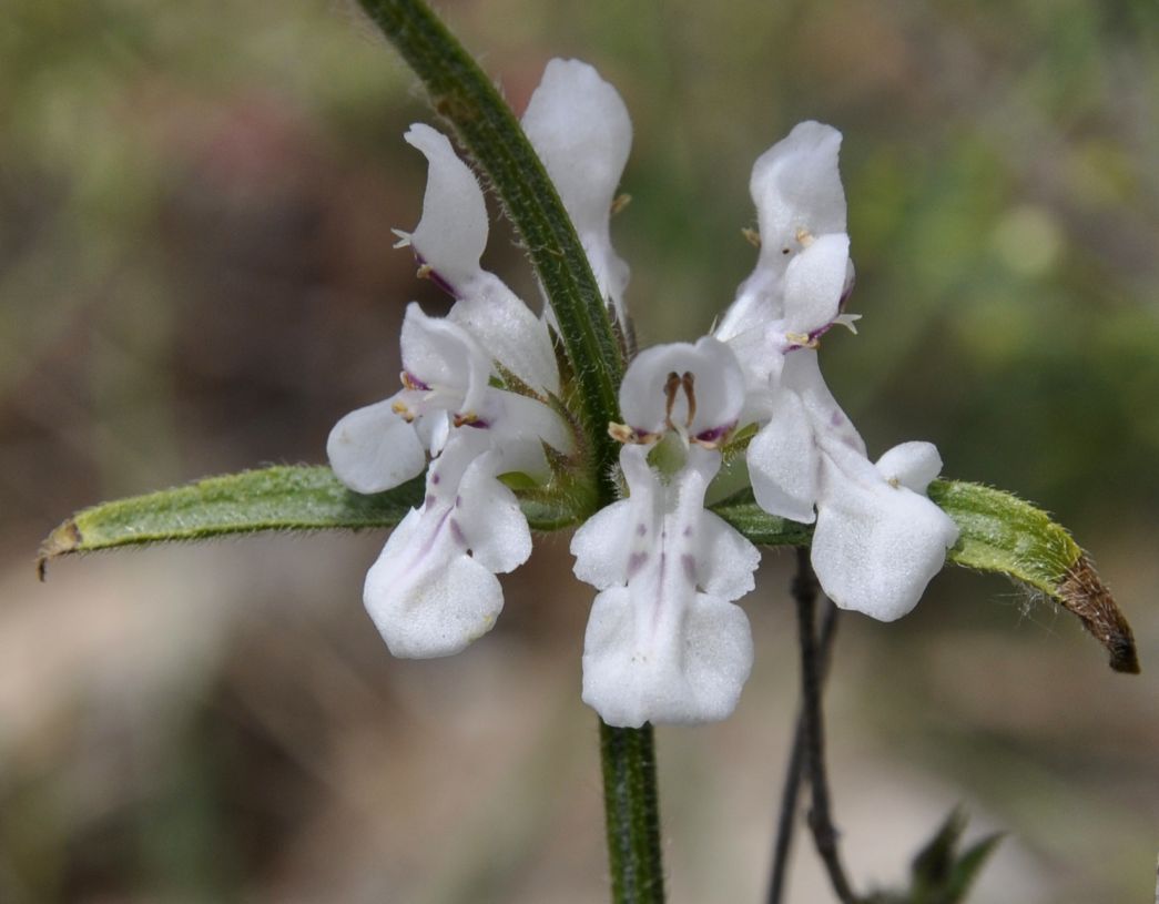 Изображение особи род Stachys.