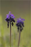 Muscari neglectum