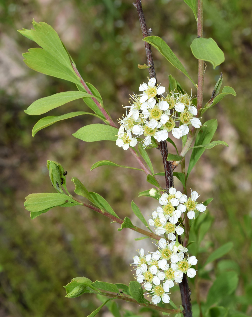 Image of Spiraea hypericifolia specimen.