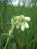 Onosma volgensis. Верхушка цветущего побега. Нижегородская обл., Починковский р-н, окр. с. Новоспасское, правый берег р. Рудня, ур. Кожекладка, ковыльный склон. 6 июня 2015 г.