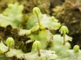 Marchantia polymorpha