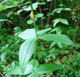 Galium rubioides. Фрагмент средней части побега с коконом бабочки-пестрянки. Пензенская обл., Каменский р-н, с. Блиновка, северная окраина, широколиственный лес. 10 августа 2016 г.