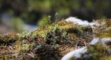 Schivereckia podolica. Вегетирующие и зацветающие растения. Пермский край, Лысьвенский р-н, долина р. Чусовой, на вершине камня \"Дужной\". 01.05.2015.
