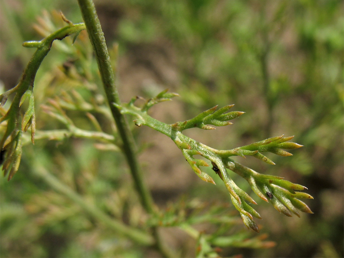 Image of Anthemis arvensis specimen.